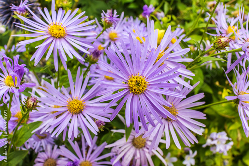 Foto Aster Frikartii 'Monch' a lavender-blue herbaceous perennial in a herbaceous border