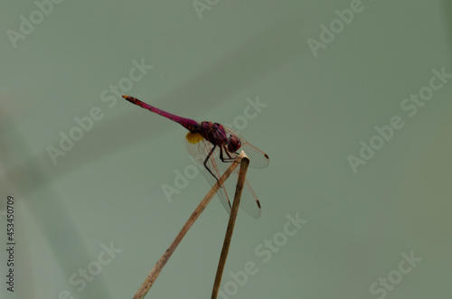close up of dragonfly