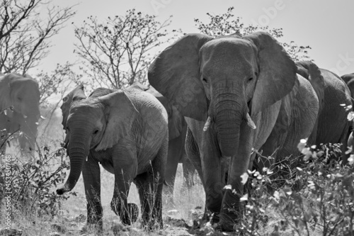 Herd of African elephants (Loxodonta africana) walking through Savanna in Namibia, Africa.