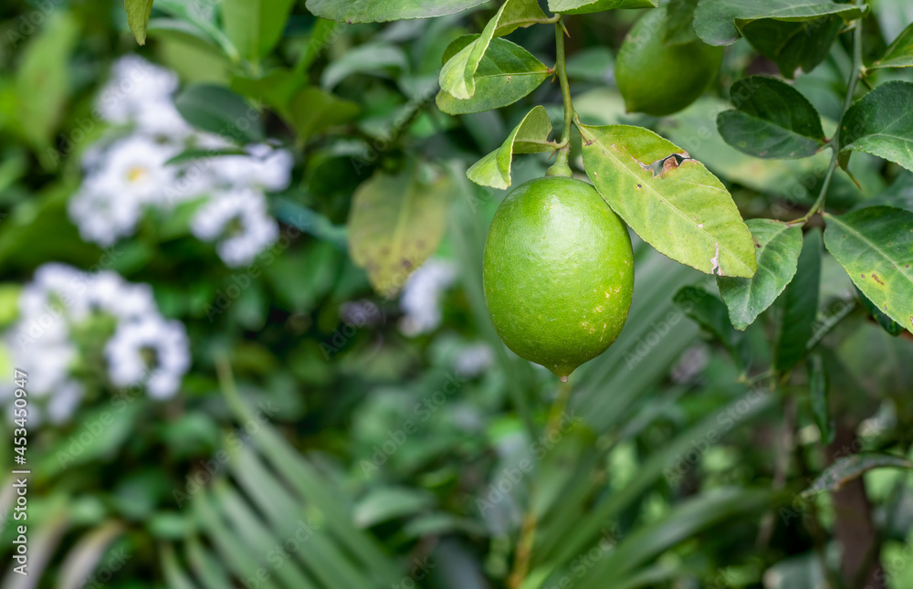 Fresh organic green lemon hanging on the tree in the garden