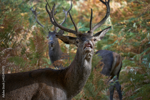 young deer  Cervus elaphus  in Mediterranean forest smelling hormones from female in Ojen  Marbella. Spain.