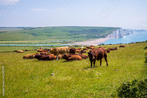 A view of cows grazing at Seaford  UK with a backdrop of Cuckmere Haven and the Seven Sisters chalk cliffs in early summer