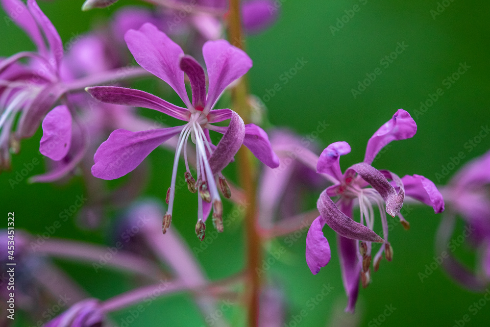 Schmalblättriges Weidenröschen (Epilobium angustifolium) Schmalblättriges Weidenröschen (Epilobium angustifolium)
