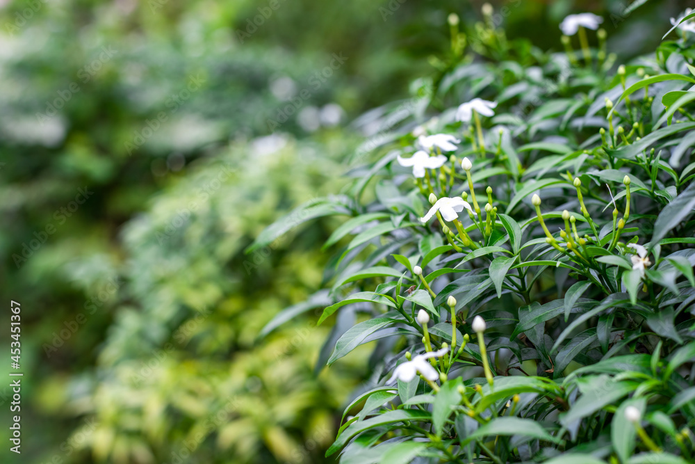 Selective focused white flowers tree with green leaves on soft bokeh background with copy space Selective focused white flowers tree with green leaves on soft bokeh background with copy space