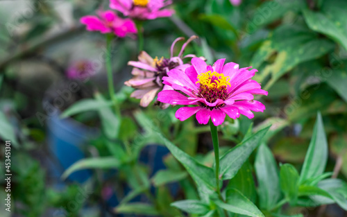Pink zinnia flower close up in the garden with blur background