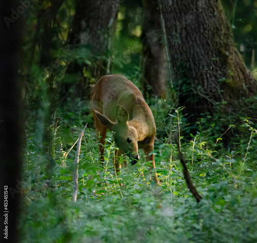 deer in the forest