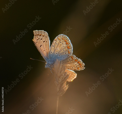 butterfly on a flower