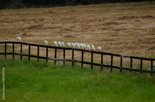 fence on a meadow