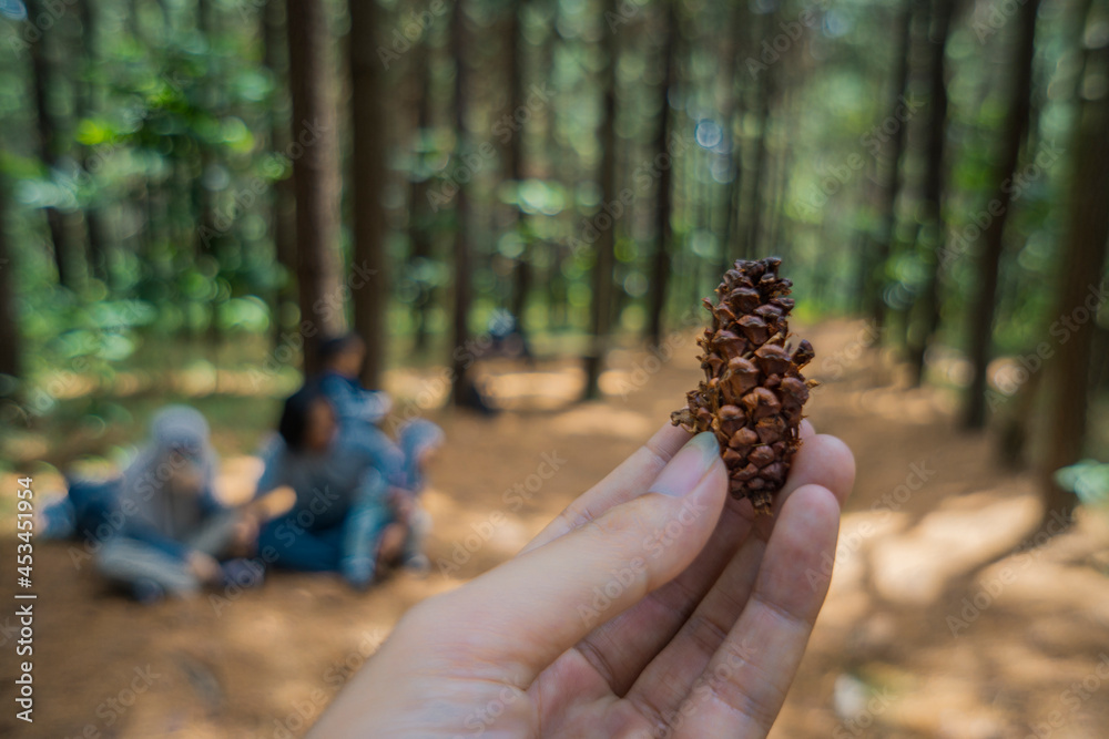 pine cone in the hands pine cone in the hands