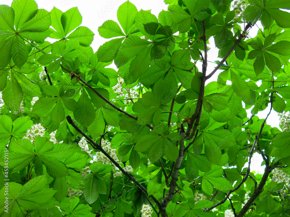 chestnut blooms in summer with tall white candles of flowers chestnut blooms in summer with tall white candles of flowers