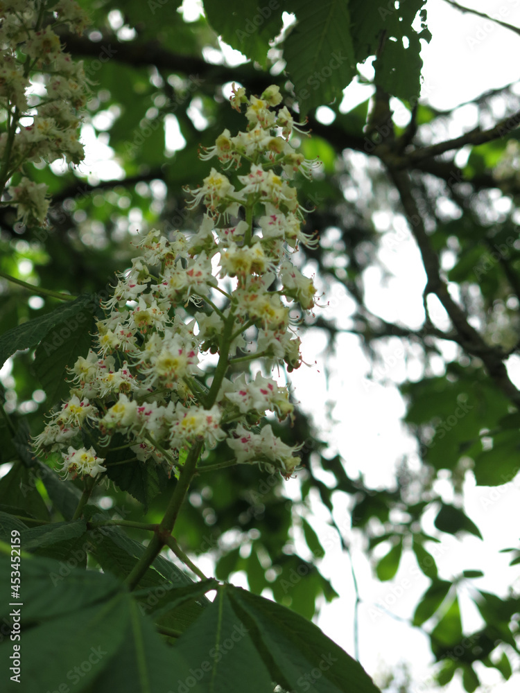 chestnut blooms in summer with tall white candles of flowers chestnut blooms in summer with tall white candles of flowers