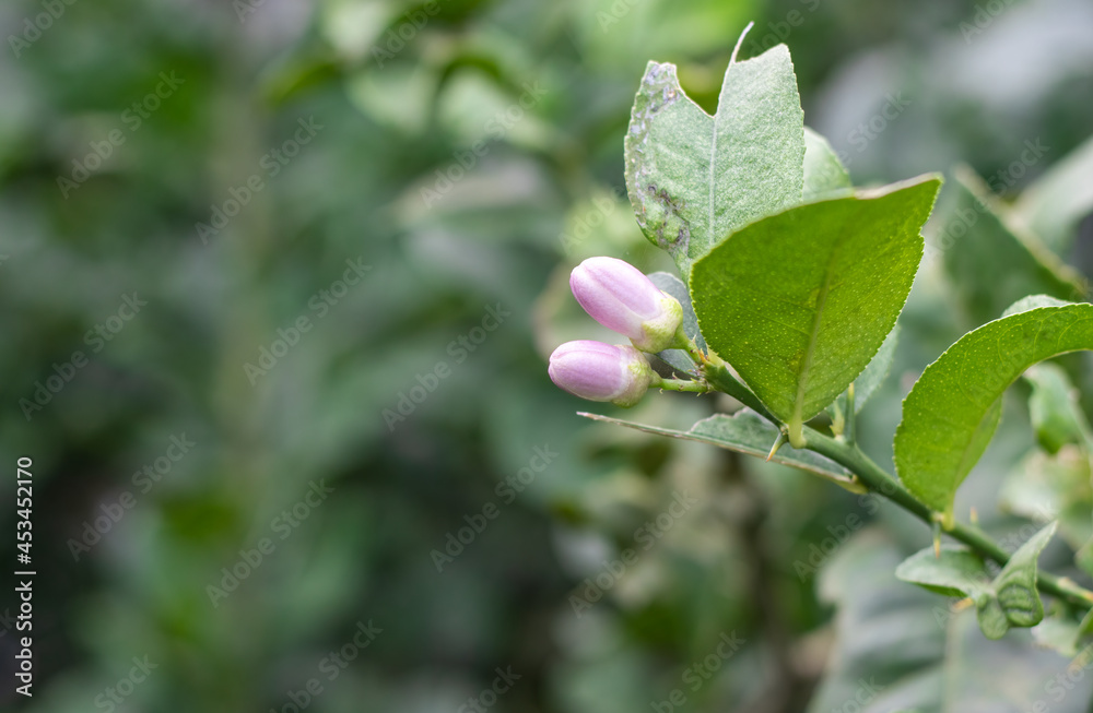 Two pink lemon flowers on a growing branch in the garden with copy space