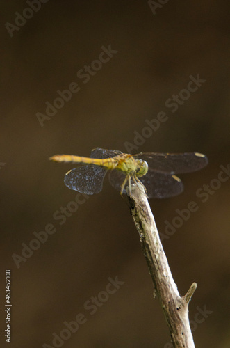 dragonfly on a leaf