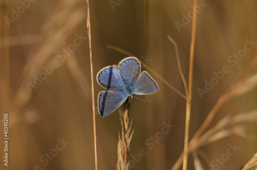 butterfly on a flower