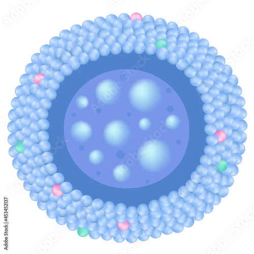 A lysosome is a membrane-bound cell organelle.