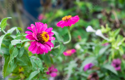 Tropical zinnia flower close up in the garden with blur background