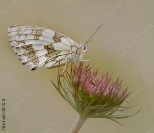 butterfly on a flower