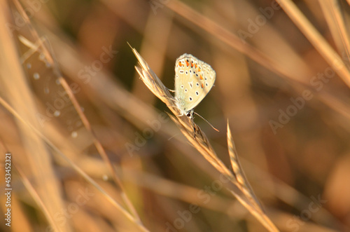butterfly on the grass