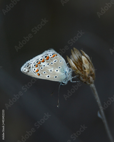 butterfly on a tree