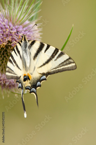 butterfly on flower