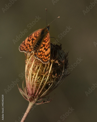 butterfly on a flower