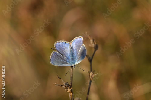 flowers of the sky