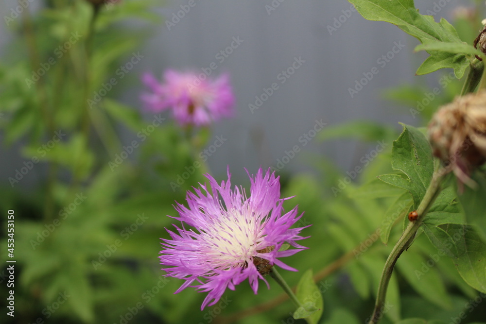 beautiful purple thistle flowers close-up in summer beautiful purple thistle flowers close-up in summer