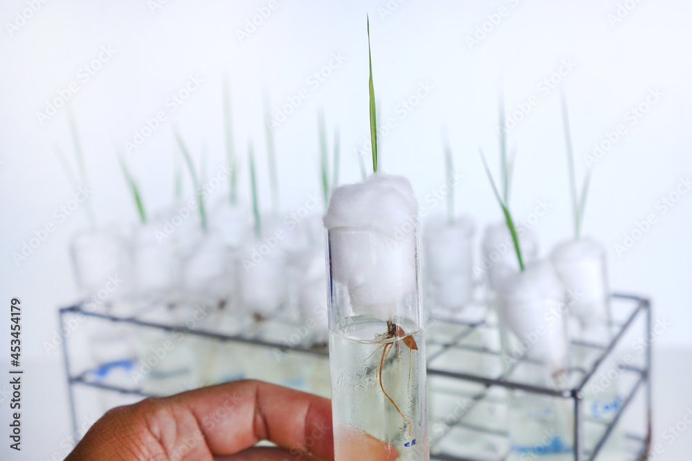 Science Lab Rice Rice seedlings grow on cotton wool in test tubes. An experiment to ...