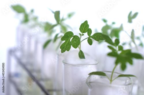 Tomatoes sprout on cotton wool in test tubes. Study of nutrient deficiencies in cotyledon plants, scientific and biological experiments. Growing and researching microgreens. Biotechnology concept.