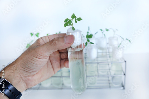 Hand holding a test tube with tomato sprouts on cotton wool. Study of nutrient deficiencies in cotyledon plants, scientific and biological experiments. Biotechnology concept with scientist in lab.