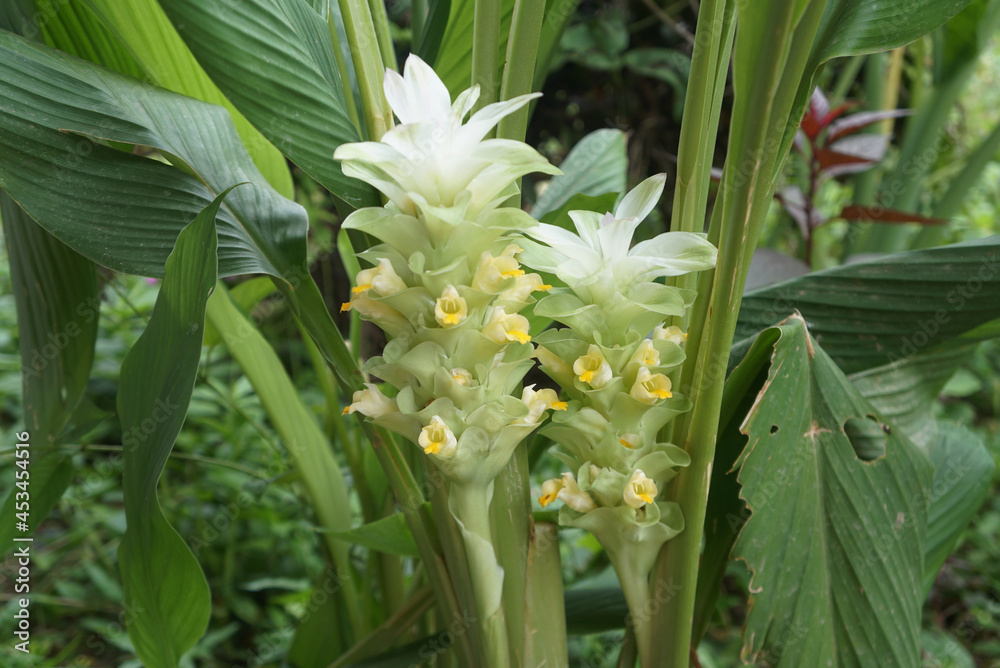 Fototapeta premium fresh white Turmeric or Curcumin flowers in the garden. The flowers are inflorescences stabbed straight out of the rhizome, inserted between the white conical petals.