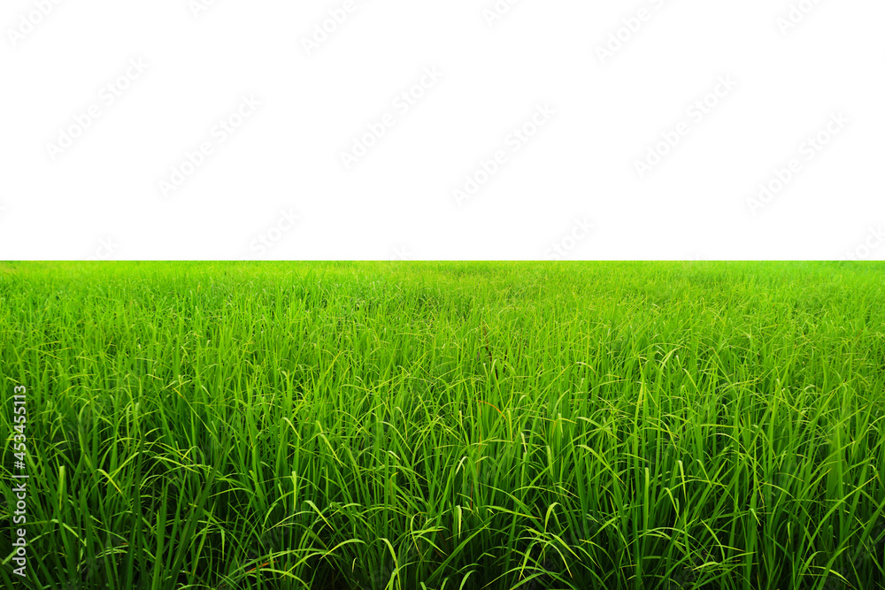 Fototapeta premium Field of green young rice isolated on white background with copy space.