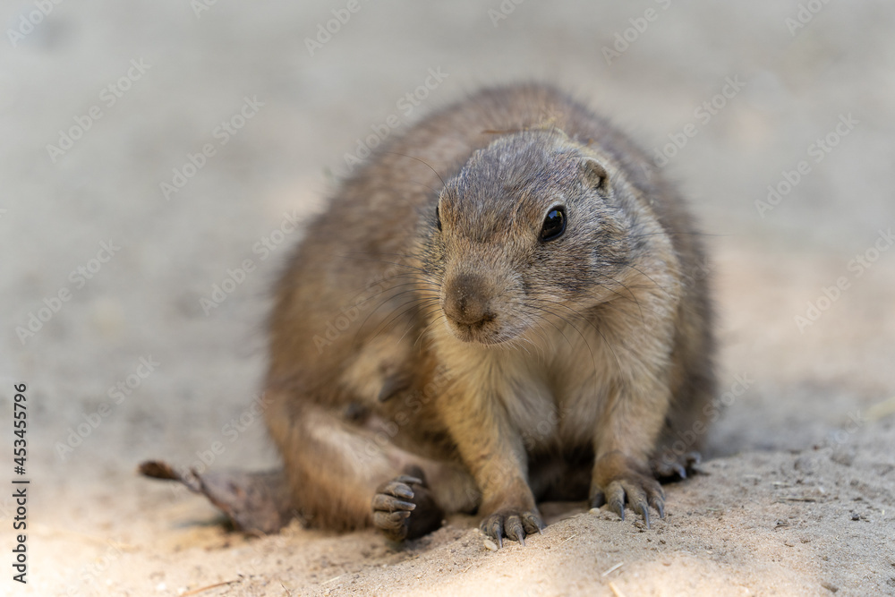 The black-tailed prairie dog, Cynomys ludovicianus, lives in colonies on the American prairies The black-tailed prairie dog, Cynomys ludovicianus, lives in colonies on the American prairies