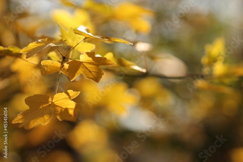 foglie di acero in autunno