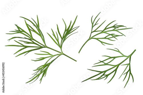 Sprigs of fresh dill on white background, collage