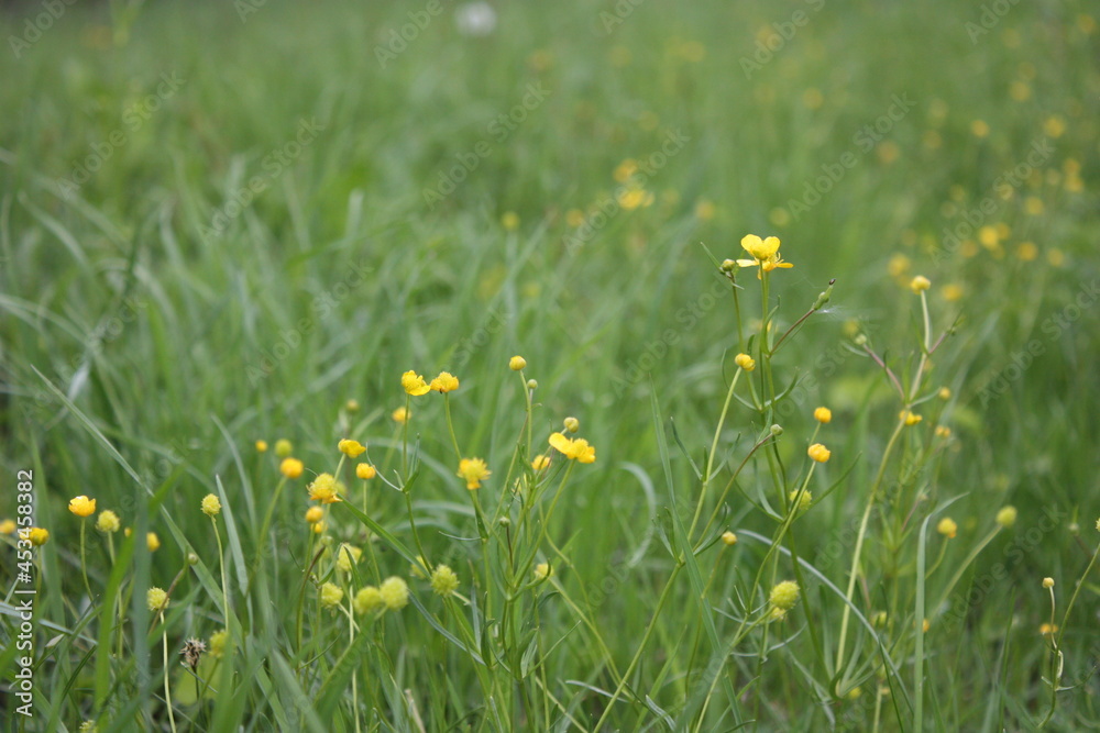 yellow flowers in a meadow