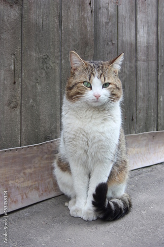 cat on the wall