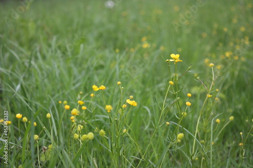 yellow flowers in a meadow