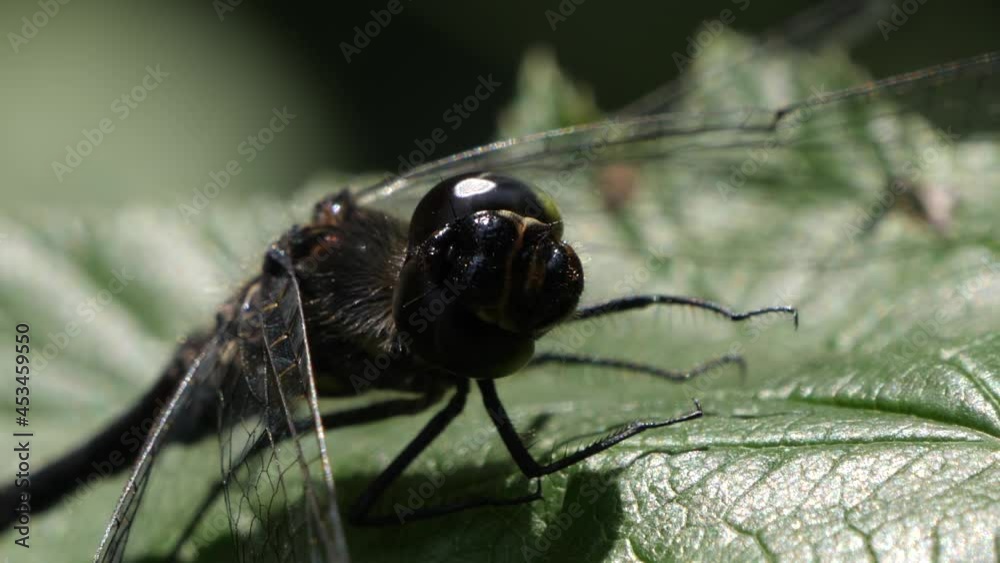 Extreme close-up black Dragonfly looking around for predators on a green leaf. Extreme close-up black Dragonfly looking around for predators on a green leaf.