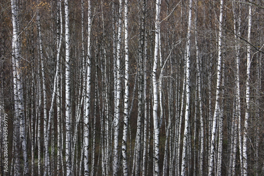 Fototapeta premium background of birch trunks