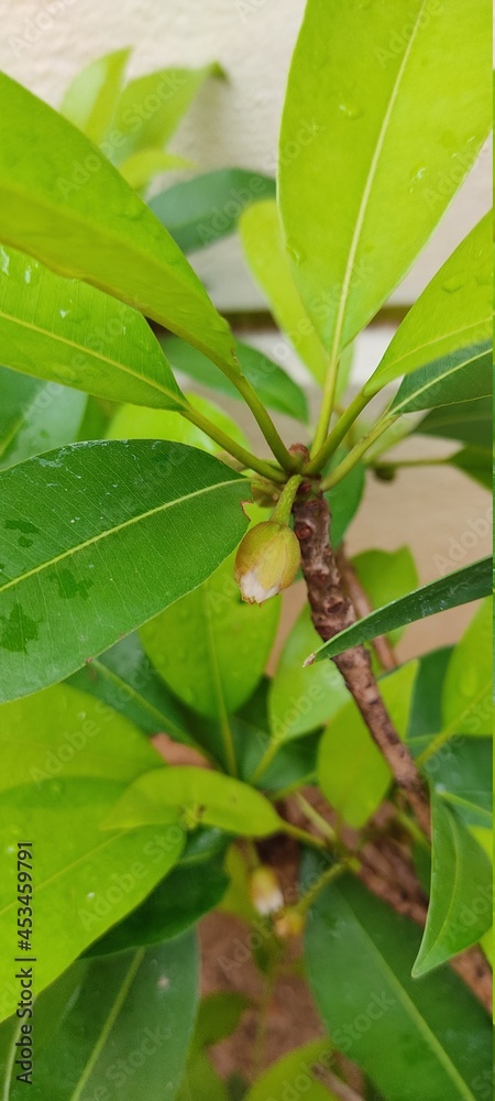 Obraz premium spider on a leaf