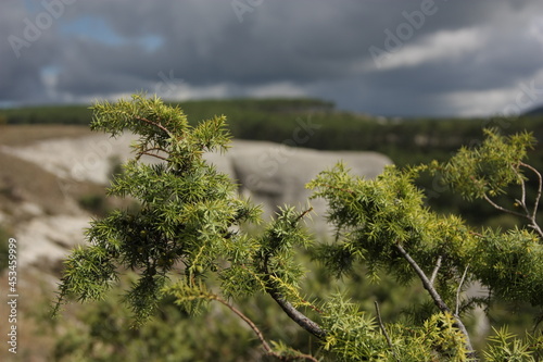 branch of a juniper on a background of mountains photo