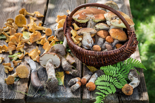 Noble mushrooms straight from forest. Wild and fresh mushrooms.