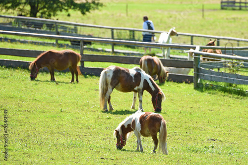 Tierhof Gut Aiderbichl in Salzburg, Österreich, Europa photo