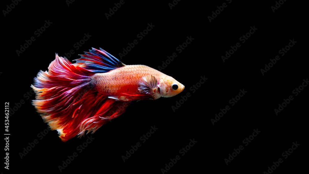 Betta fish, siamese fighting fish, betta splendens isolated on black background,