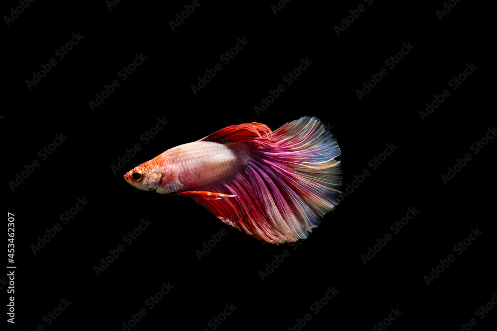 Betta fish, siamese fighting fish, betta splendens isolated on black background, Betta fish, siamese fighting fish, betta splendens isolated on black background,