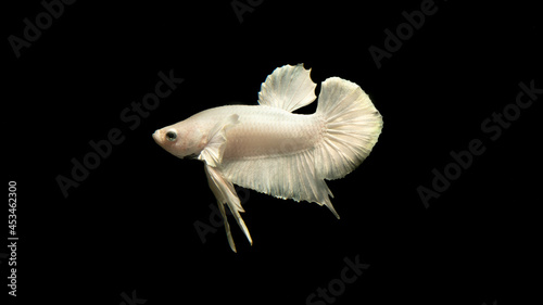 Betta fish, siamese fighting fish, betta splendens isolated on black background,