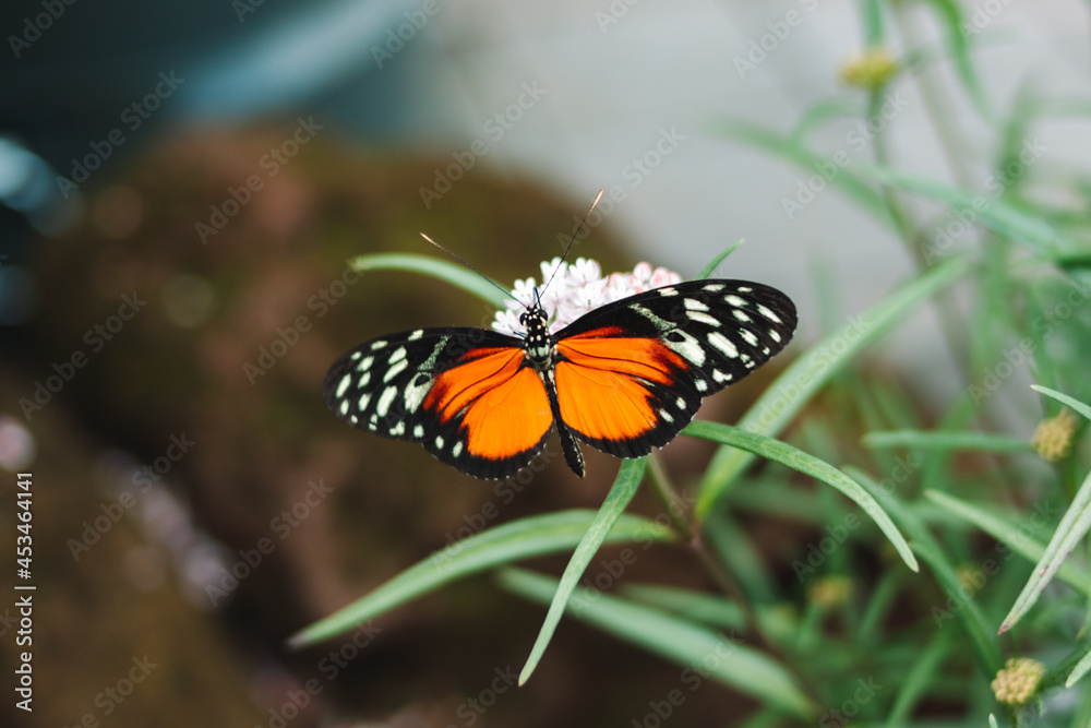 Obraz premium Orange butterfly