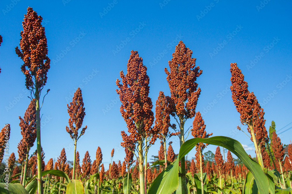 Stockfoto also called great millet, Indian millet are cereal