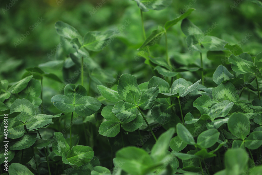 fresh leaves fresh leaves